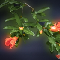 武汉的石榴花