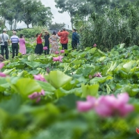 与荷共舞曾院平摄影