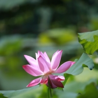 夏天的花——荷花