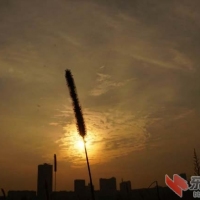 湿地公园追太阳