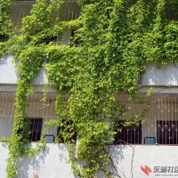 爬山虎