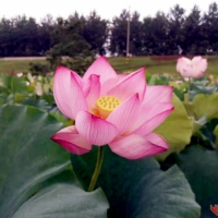 荷花