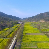 黄陂木兰川油菜花开的正艳