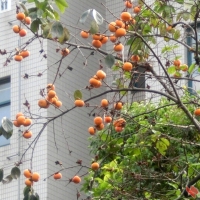 窗前柿子黄
