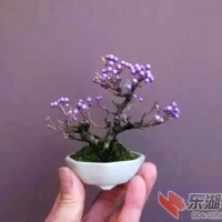 微型盆景
