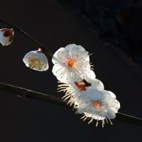 二月花开白如玉