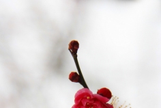 雪雅梅馨