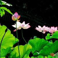 荷