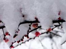 傲  雪