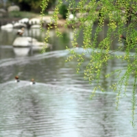 春湖水暖鸭先知