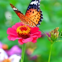 蝶恋花(组图)